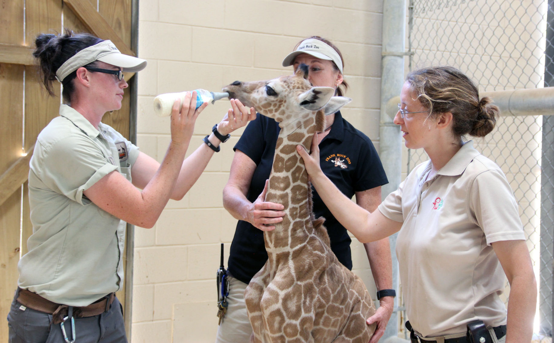 Zoo welcomes baby giraffe